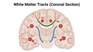 Commissural FibersWhite MatterVery Easy Concept [upl. by Silverts768]