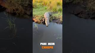 Magarmacch 🐊🙅facts tigons animalfacts animals ytshorts animalknowledge [upl. by Nollahs]