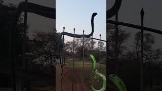 boomslang standing like a cobra [upl. by Ativel]