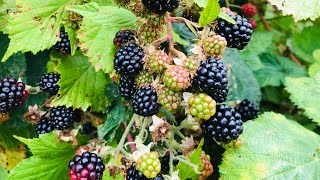 🇵🇭Blackberry Jam Fruit🇬🇧 Forage and Cook Summer Foraging UK [upl. by Hiasi]