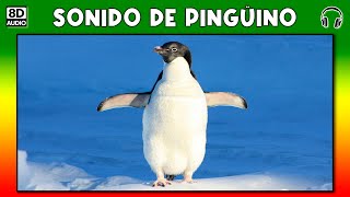 SONIDO DE PINGUINO 🐧 [upl. by Jaela]