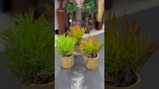 Artificial plants Halfmoongiftmall Kunnamangalam Calicut Whats to 9895869900 [upl. by Connel]