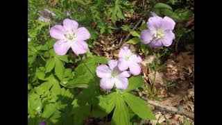 Versailles State Park [upl. by Kirstyn]