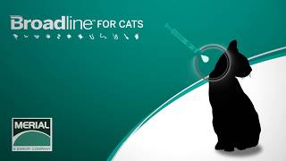 วิธีการใช้ ยาหยด Broadline For Cat [upl. by Home575]