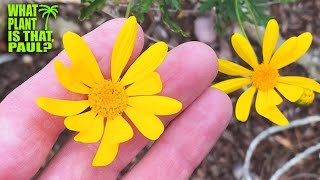 Euryops pectinatus Viridis GreenLeaved Euryops  Bright yellow daisylike blooms  Evergreen [upl. by Monjo330]