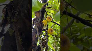 பேய் அத்தி பழம்ஆ🧐 Ficus hispida  Opposite Leaf Fig villagelife nature kids story [upl. by Handel780]