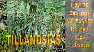 How to seperate TILLANDSIA pups from the parent plant [upl. by Lananna]