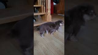 Finnish Lapphund Puppies playing at 6 weeks [upl. by Nairrot]