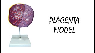 Model Of Placenta [upl. by Anyer729]