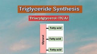 Triglyceride Synthesis Triacylglycerol TCA metabolism biochemistry lipids [upl. by Koehler719]