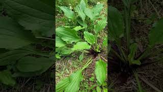 Broadleaf Plantain Plantago major health benefits [upl. by Araem]