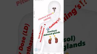 Low Dose Dexamethasone Suppression Test  Quick Overview [upl. by Odnomra529]