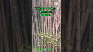 Giant Bamboo dendrocalamus giganteus kerala Wayanad [upl. by Jaddo827]