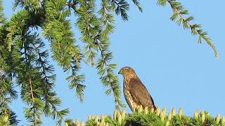 092224 2 Juv SharpShinned Hawk Kent Wa 0961162 [upl. by Zak]