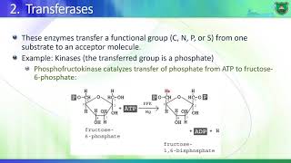 BioD07 Enzymes II Classification of enzymes 2020 2021 Arabic [upl. by Anolla502]