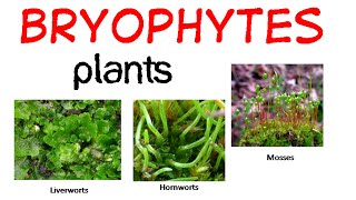 Bryophytes life cycle [upl. by Schonthal]