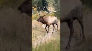 Huge” bugling bull elk￼ amongst his rut In a beautiful autumn setting🍂🌾￼ [upl. by Ydnec]