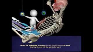 The Proper Technique for a SitUp 3D Animation of Muscles in Motion [upl. by Daigle]