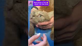 Rescuing a Kitten with Parasites in Its Eye CatRescue RescueCat [upl. by Annaear]