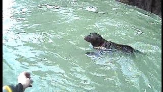 Tenby lifeboat crew rescue dog after cliff fall [upl. by Dnilazor272]