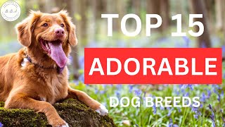 the 10 most affordable tiny dogs  the cheapest dog breeds to buy [upl. by Earb405]