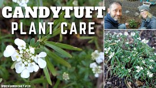 🍭 Candytuft Care  Evergreen Candytuft  SGD 332 🍭 [upl. by Viafore745]