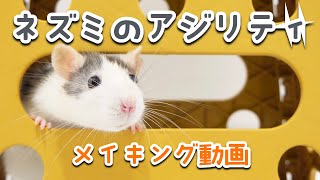 ネズミのアジリティ メイキング映像 Rats tried agility makingof video [upl. by Pall]