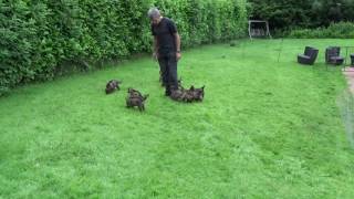 Devon amp Cornwall Police D litter in the garden [upl. by Emoreg802]