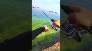 Nggak Nyangka Mancing di Air Surut Sejernih Kristal Ikanya Agresif shortvideo shortsfeed shorts [upl. by Baldridge]