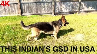 Happy Day For My GSD  German Shepherd Dog  Ace The Hero  This Indian [upl. by Heyman]