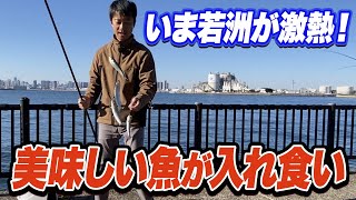 【東京湾奥】若洲海浜公園 豊洲ぐるり公園 東扇島西公園の最新釣果情報をレポート！ [upl. by Nosnej649]