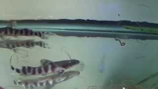 Tigrinus Catfish at AquaScapeOnlinecom [upl. by Assek]