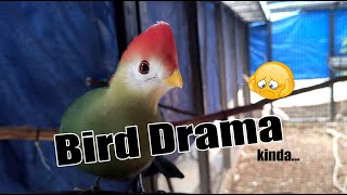 Drama In The Aviary [upl. by Bernette]