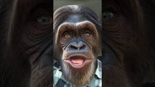 FOOLED AROUND AND FELL IN LOVE elvinbishop music song fooled love chimpanzee chimp monkey [upl. by Brennen254]