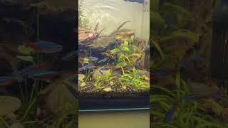 నియాన్ టెట్రాలు NeonTetras Tetras PlantedAquarium [upl. by Abott]