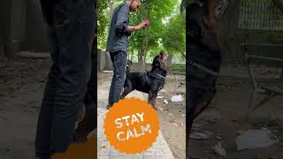 How to train Rottweilers Rottweiler easy to train  Training Big Dogs shorts rottweiler [upl. by Aciemaj]