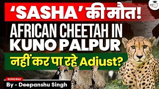 African Cheetah Sasha dies in Kuno Palpur  Big setback for Reintroduction Project  UPSC  StudyIQ [upl. by Tracee]