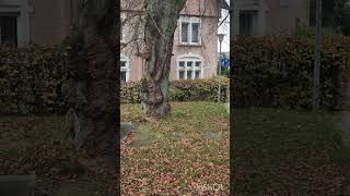 Alter Baum mit Auswüchsen in Hachenburg hachenburg baum nature old tree with outgrowths [upl. by Naashom420]