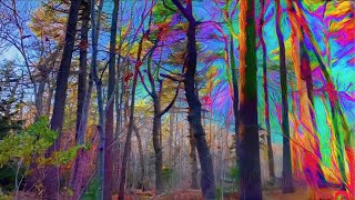 PSYCHEDELIC Nature PsilocybinMagic Mushroom Simulation [upl. by Inan]