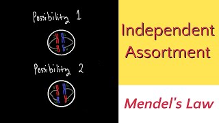 Independent Assortment Mendels Law [upl. by Daniele]