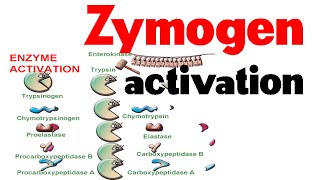 Zymogen activation [upl. by Otrebcire262]