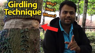 What is girdling and why it is very important in fruit plants   Tastykhana   Kishanell [upl. by Earal]