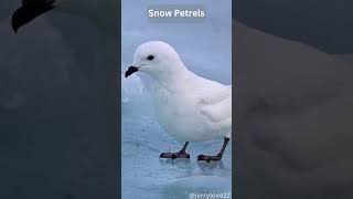 Snow Petrels Antarctic Aviators [upl. by Veator]