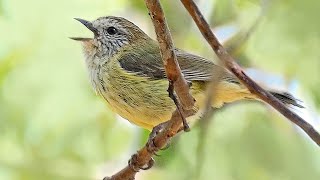 Striated Thornbills  Song and nest building [upl. by Aysahc]