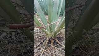 Marchitez o punta seca del agave shortvideo plantas agaves [upl. by Dream110]