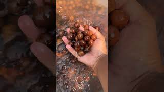 Macadamia Seed germination process macadamia nut seeds macadamia [upl. by Mide186]