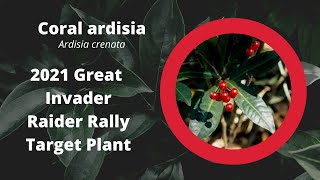 Coral Ardisia [upl. by Seppala363]