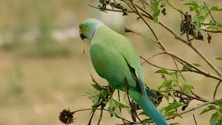 Roseringed parakeet eating flower seeds birds [upl. by Lrig]