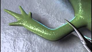 Salamander Limb Regeneration — HHMI BioInteractive Video [upl. by Nettle]