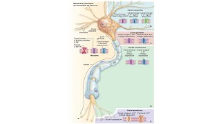 Capsule 30Cneurophysiologie [upl. by Almund]